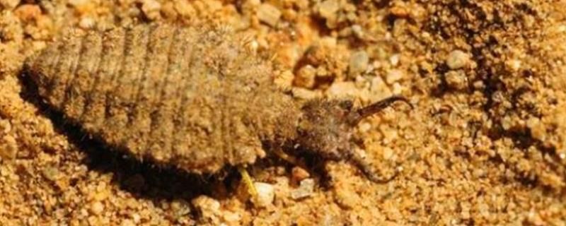 沙牛养殖技术,沙牛和黄牛的区别