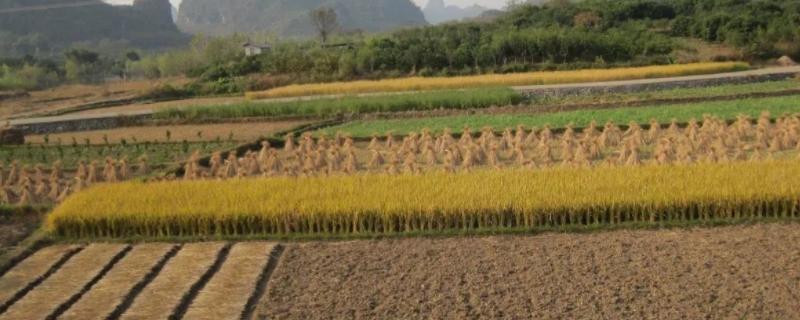 狭义的农业土地是指,农业土地利用类型有哪些