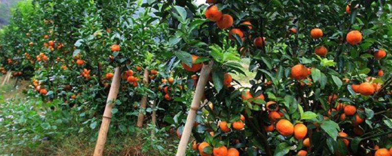 沙糖桔环割保果技术,沙糖桔一般什么时候上市