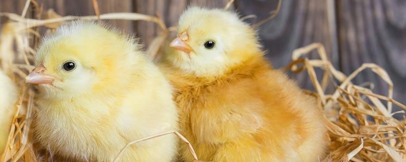 怎么让小鸡回窝,小鸡可以是室外过夜吗