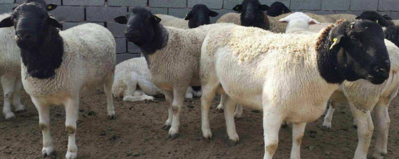 杜泊绵羊会反刍吗,杜泊绵羊和小尾寒羊哪个好