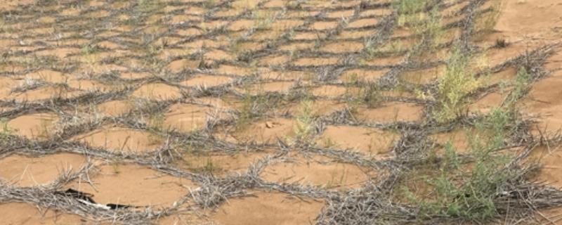 植物固沙基本措施主要包括,固沙的植物有哪些