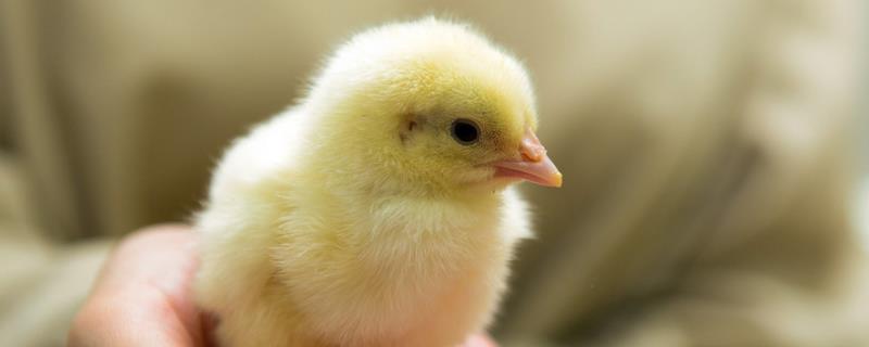 鸡吃毛毛虫吗,吃什么饲料为主