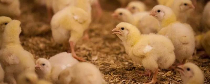 小鸡出壳需要喂什么开口药,小鸡经常养不活是怎么回事