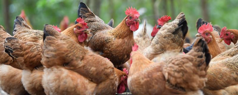 鸡一天能下几个蛋,快要下蛋了又什么症状