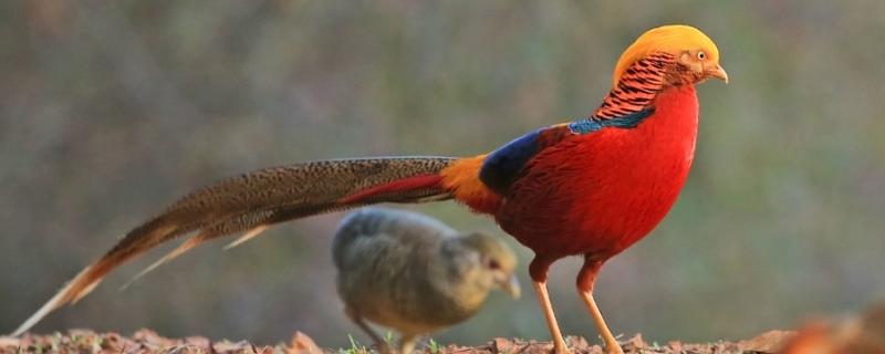 锦鸡属于什么类,是几级保护动物