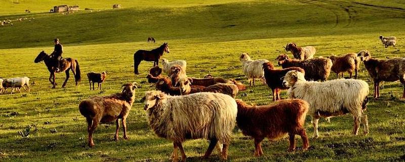 畜牧业劳动的特点有哪些，畜牧业的类型有哪些