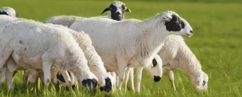 羊站不起来用什么药,是什么原因导致的