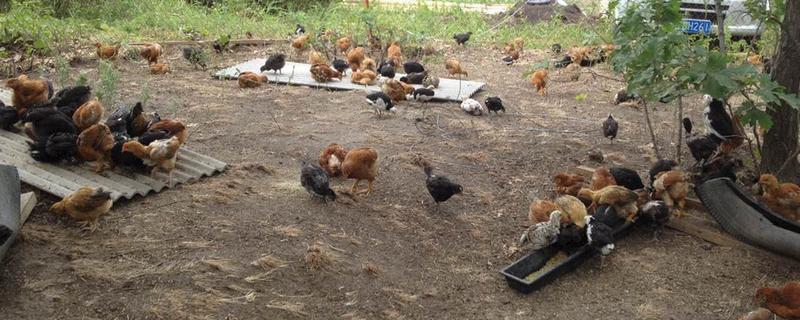 鸡一般养多久可以出售,蛋鸡和土鸡有什么区别