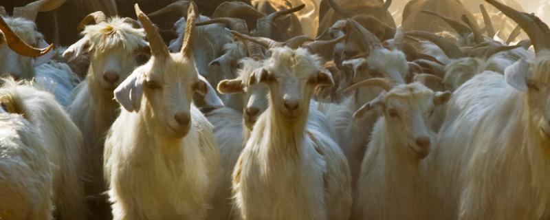 头羊是怎么选出来的,头羊是公羊还是母羊