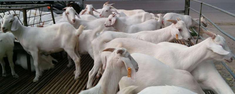 杀山羊怎么去毛又快又干净,水温多少度合适