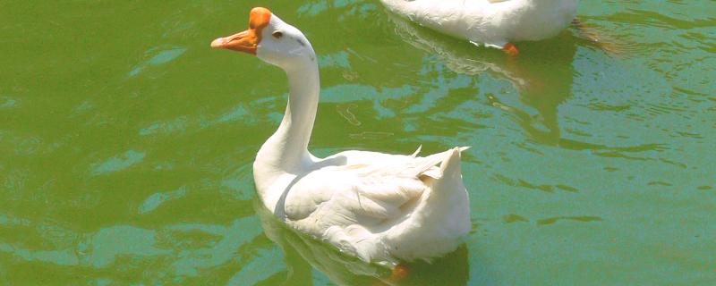 养鹅的技术和方法,鹅可以和鸭子一起养吗