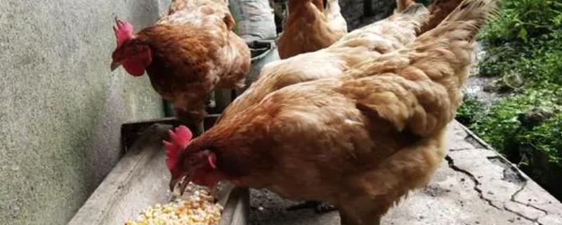 鸡会吃鸡肉吗,鸡吃虫子吗