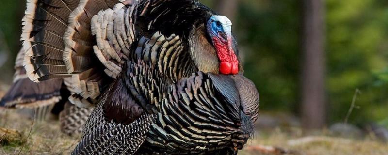 世界上最大的鸡是什么品种,附鸡的种类