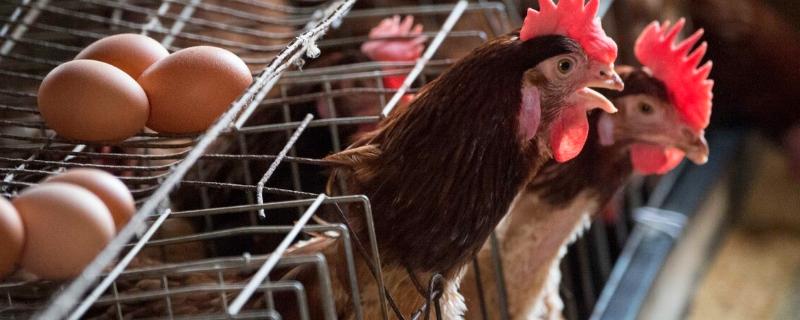 卵生动物的喂养方式,卵生动物有哪些