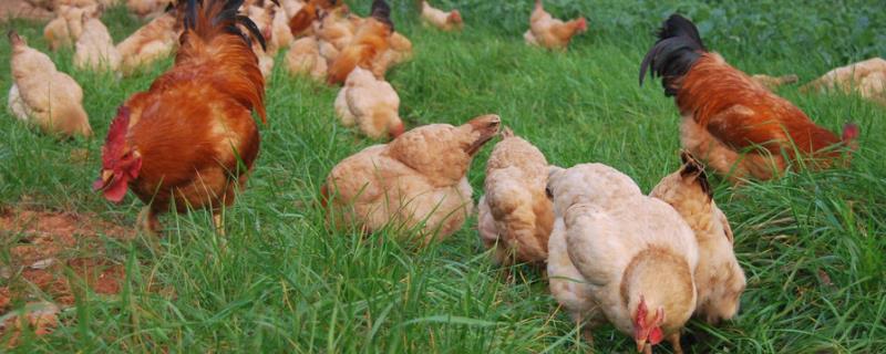 下蛋最多的土鸡的品种,鸡吃自己下的蛋是什么原因