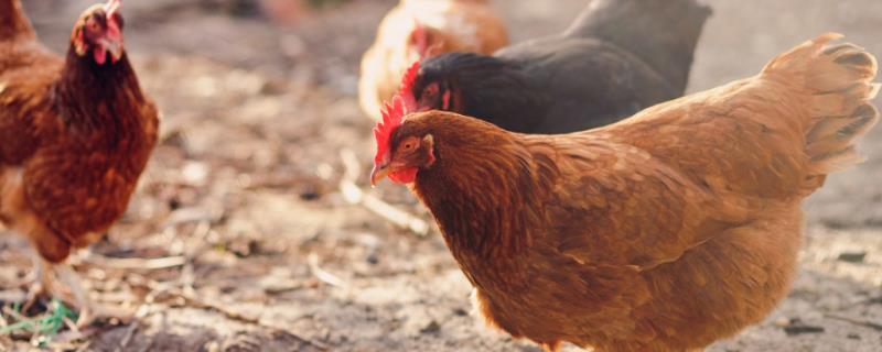 鸡怕冷吗?冬天会不会冻死,鸡晚上怎么睡觉的