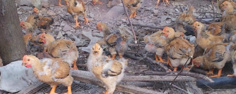 幼鸡的饲养方法与管理,幼鸡苗怎么区分公母