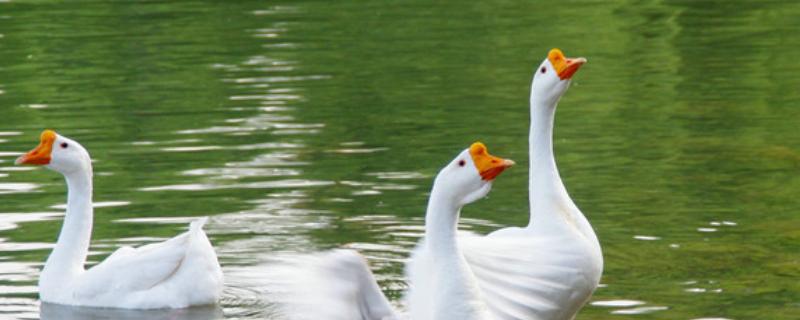 鹅长到多大可以认识主人,养几个月可以出栏