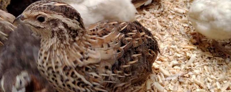 芦丁鸡与鹌鹑的区别,芦丁鸡如何孵化