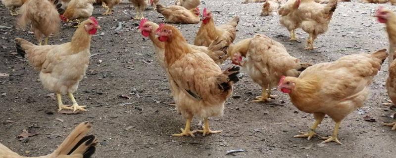 怎样让母鸡打开卵道,怎么区分肠道和蛋道