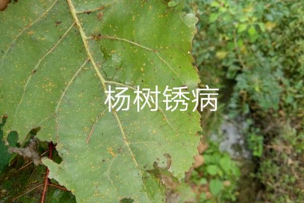 杨树病虫害图谱与用药