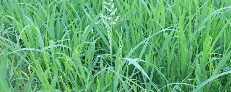 败子草和禾苗的区别,败子草是稗草吗
