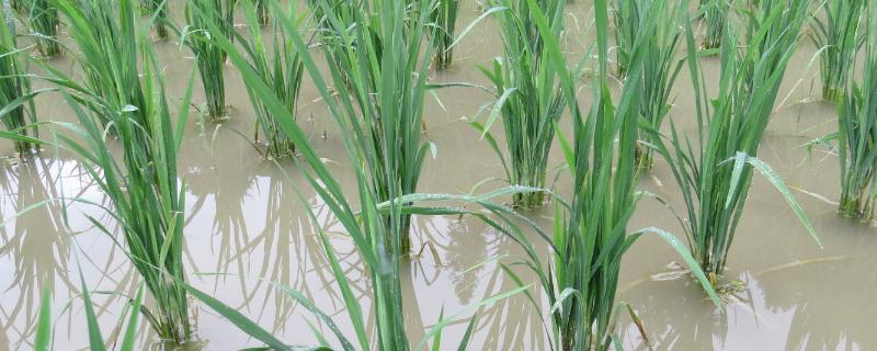 揠苗助长禾苗为什么都枯死了,禾苗长大了是什么植物