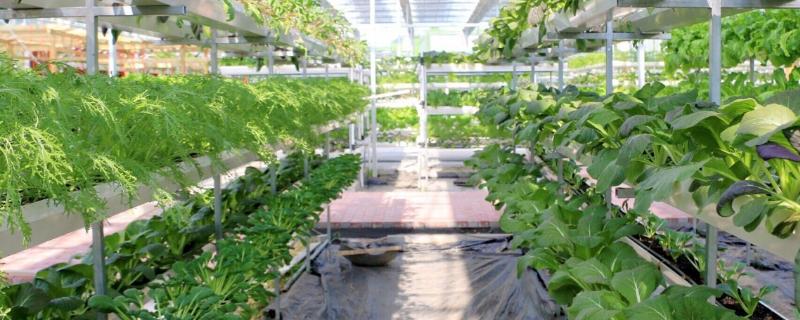 第一个高科技农业基地创建的历史意义,农业高科技项目有哪些