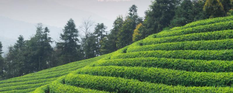 如何有效开展低碳农业?低碳农业的特征