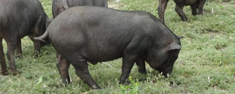 猪吃土是怎么回事,有好处吗