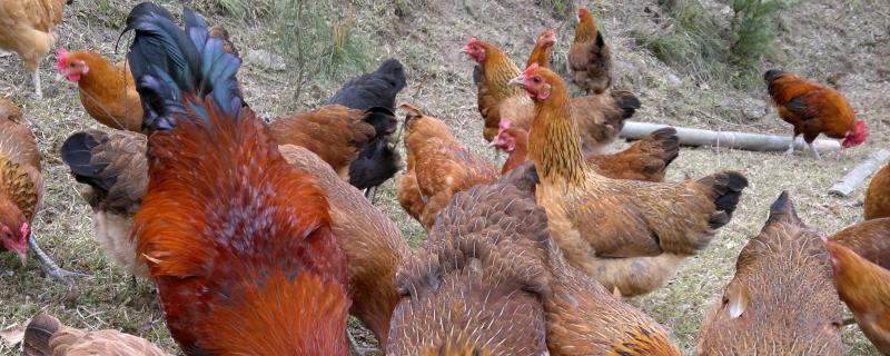 母鸡的鸡冠很大正常吗,鸡冠有毒吗