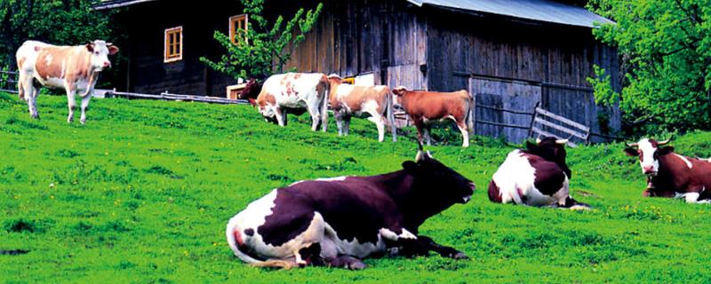 农业分为哪五大类,农业属于第几产业