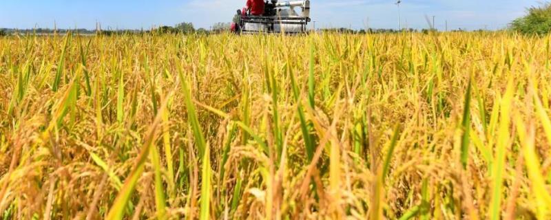 我国目前农业生产的主要经营方式,农业生产有哪些种类