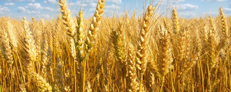 谷神麦19亩产多少斤，附简介