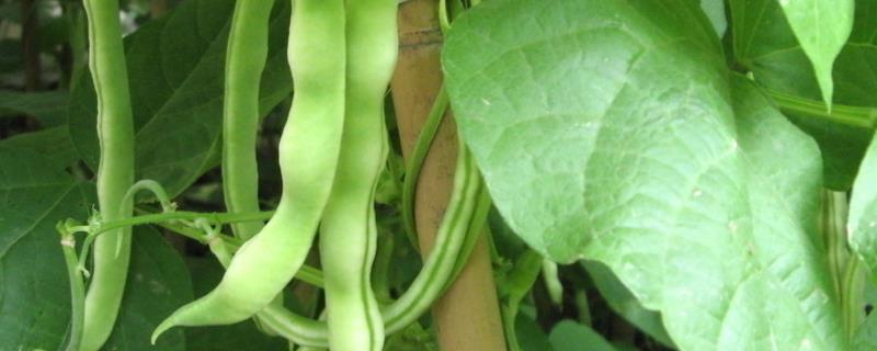 架豆王亩产量多少斤,附种植方法和时间