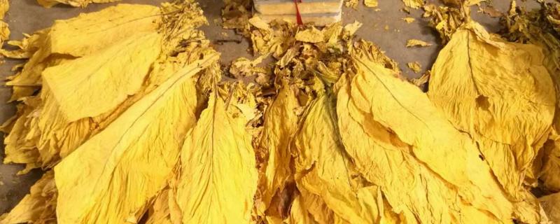 烤烟品种kk19特性,附简介