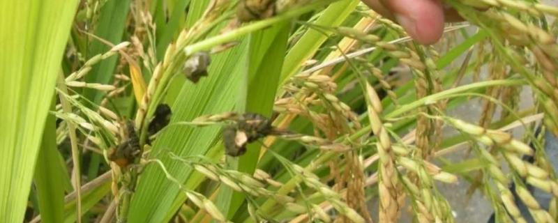 稻谷上面长霉球是什么病啊,是什么原因导致的