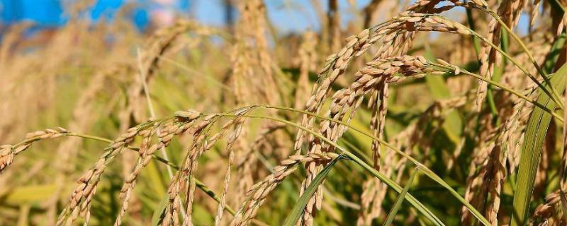 稻谷长霉球怎么办,是什么原因导致的