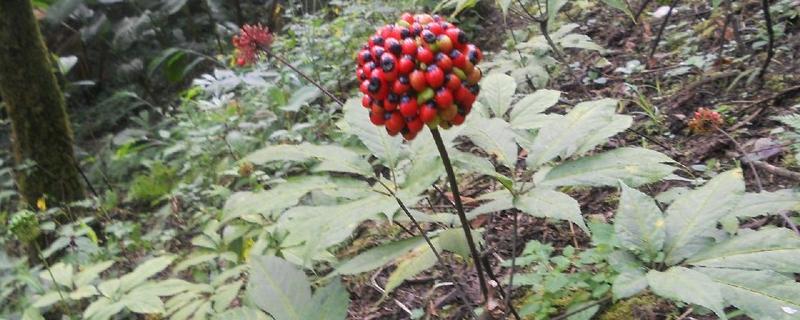 三七种植技术与栽培管理,适合在什么环境中种植