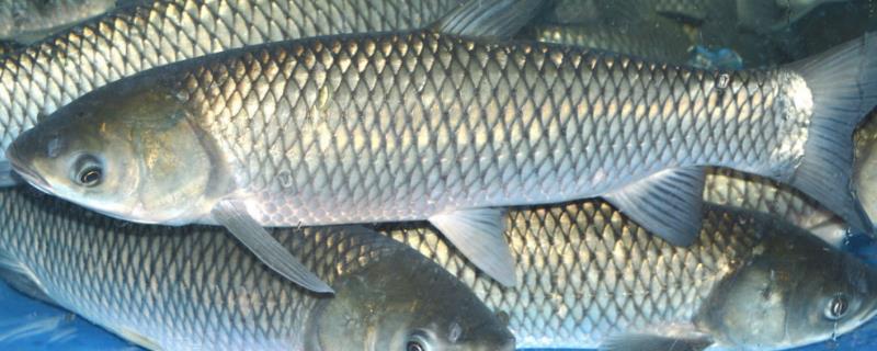 水产养殖用碘注意事项,碘制剂在雨天能用吗