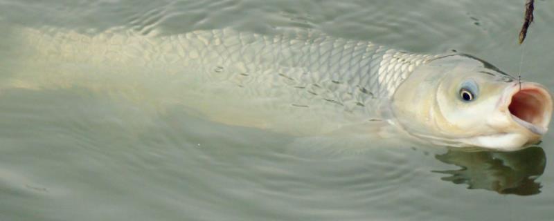 养殖水产ph值过高处理,养殖水产需要什么证件