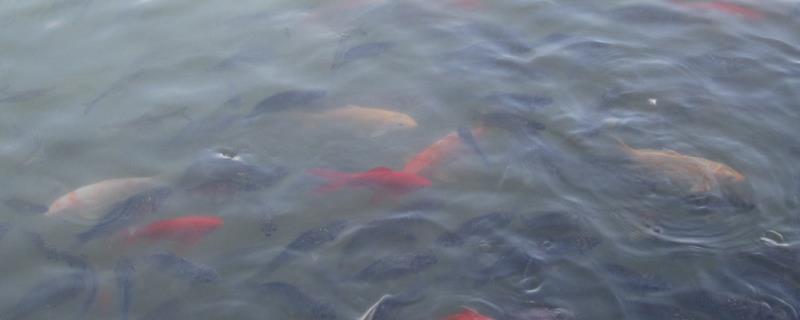 溴氯海因水产养殖用途,溴氯海因和二溴海因的区别