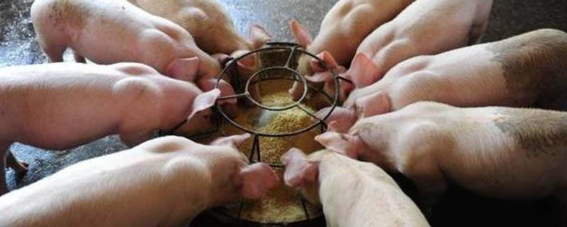 氟苯尼考兽用用法用量,氟苯尼考可以和多西环素混用吗