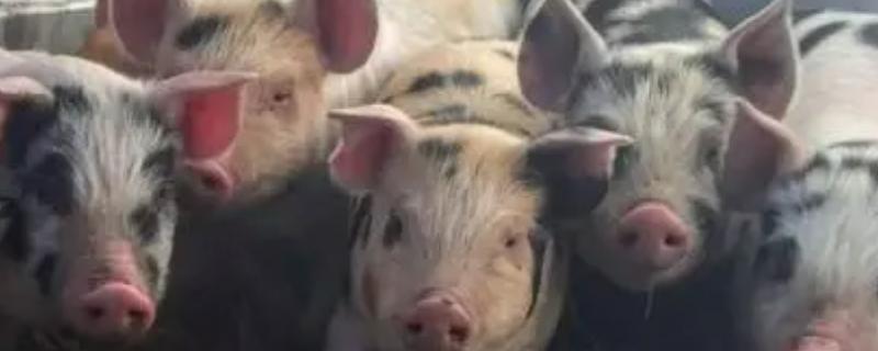 兽用氟苯尼考治什么病,附用法用量