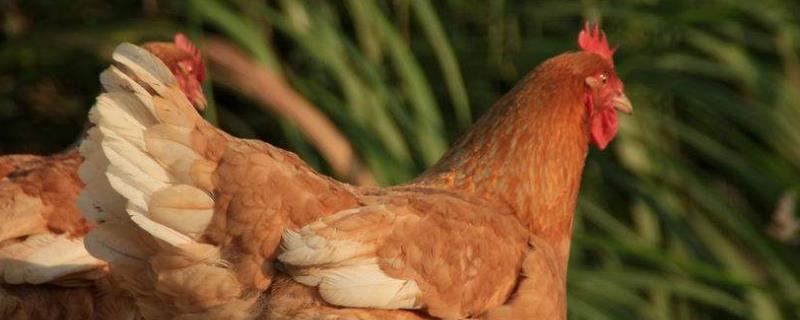 养鸡控料的最佳时段,控灯怎么控