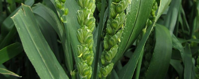 百农307小麦适应地区,附简介