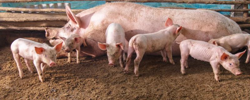 小猪气喘怎么治疗,小猪拉白便怎么治疗