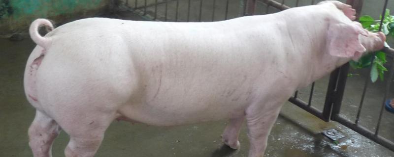 母猪静立后多久配种合适，母猪配种后不吃食怎么办