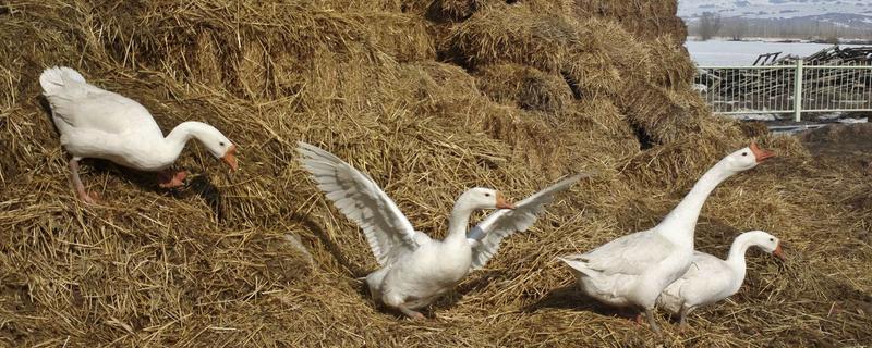 鹅停止下蛋多久再下蛋,鹅下蛋需要公鹅吗